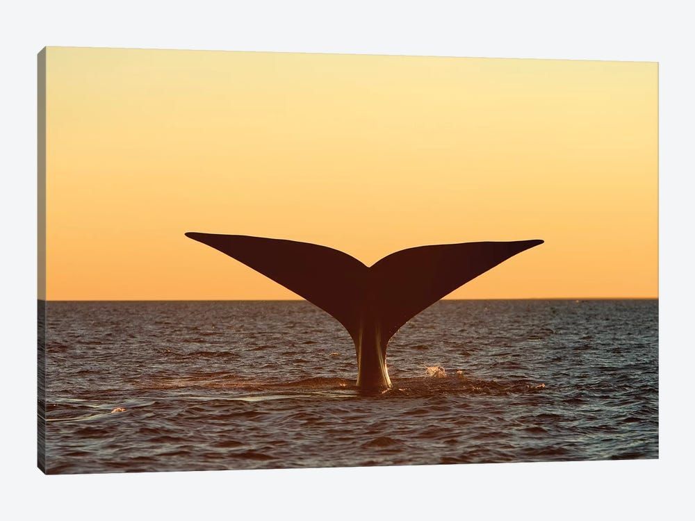 Tail Fluke Of A Southern Right Whale At Sunset, Argentina Canvas Poster 8″x12″ 12×18″ 18″x26″ 24″x36″ 30″x45″