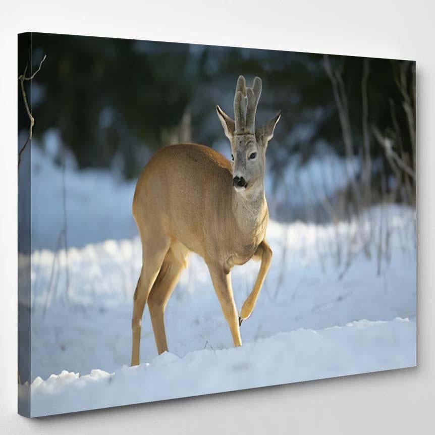 Roe Deer Capreolus Capreolusnice Spring – Deer Animals Canvas Print