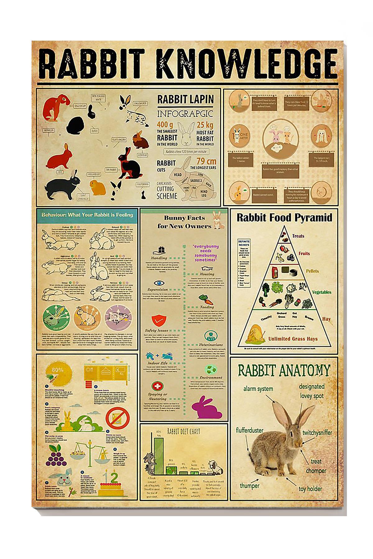 Rabbit Basic Information Animal Knowledge Wall Art For Homeschool Kids Bedroom Decor Canvas