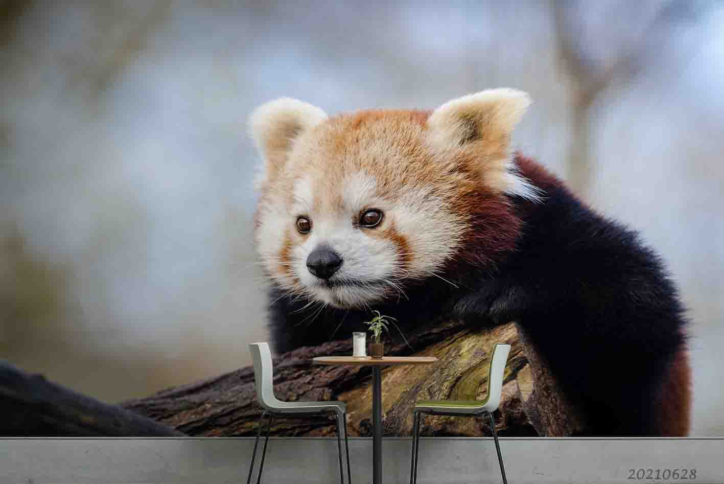 3D Wild Animals Red Panda Wall Mural Wallpaper Lqh 6