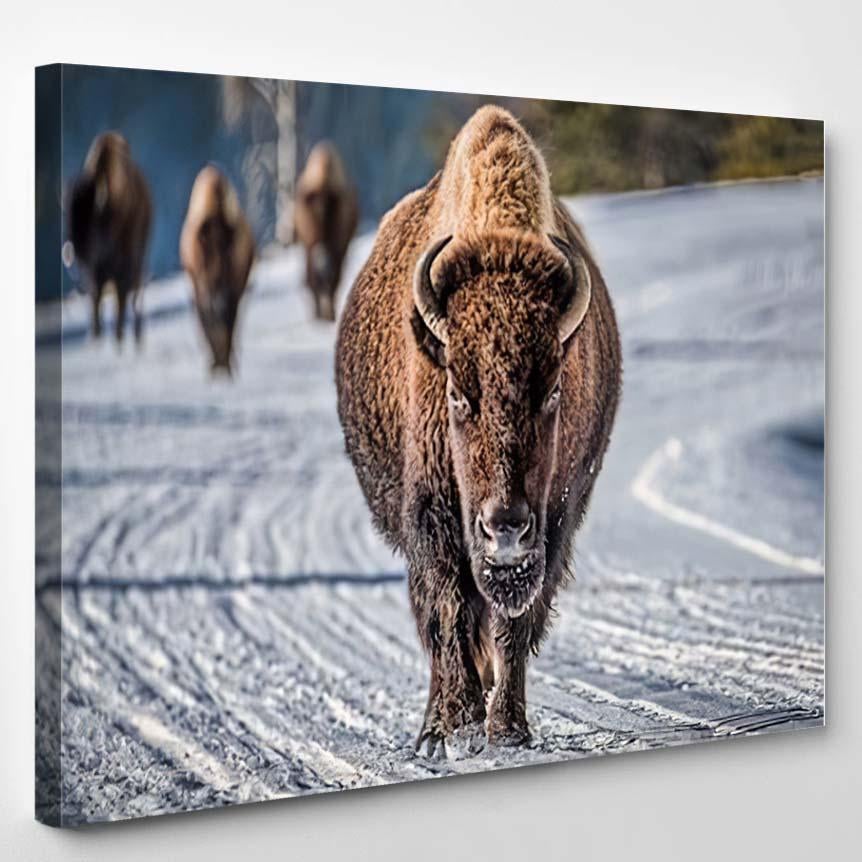 Wild Bison Winter Wyoming 1 – Bison Animals Canvas Print