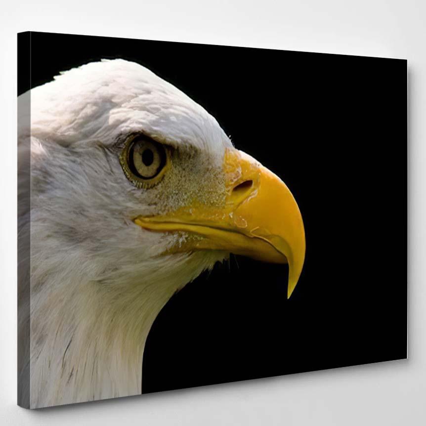 Portrait Bald Eagle 2 – Eagle Animals Canvas Print