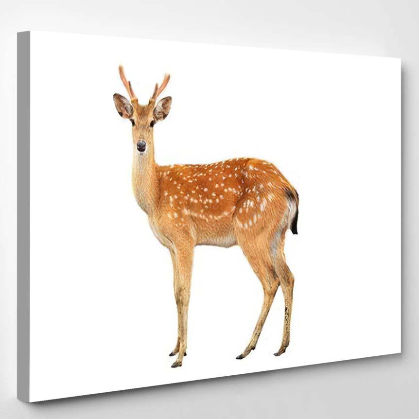 Sika Deer Isolated On White Background – Deer Animals Canvas Print