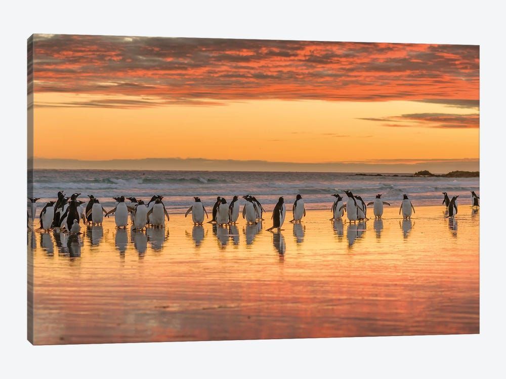 Gentoo Penguin on the sandy beach of Volunteer Point, Falkland Islands Canvas Poster 8″x12″ 12×18″ 18″x26″ 24″x36″ 30″x45″