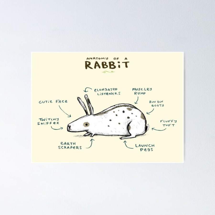 NMT1512 – Rabbit – Include – Poster