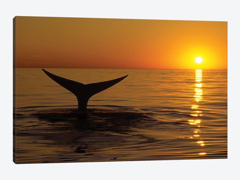 Northern Right Whale At Sunset In The Bay Of Fundy, New Brunswick, Canada Canvas Poster 8″x12″ 12×18″ 18″x26″ 24″x36″ 30″x45″