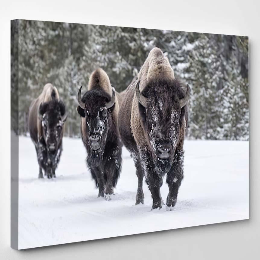 American Bison 14 – Bison Animals Canvas Print