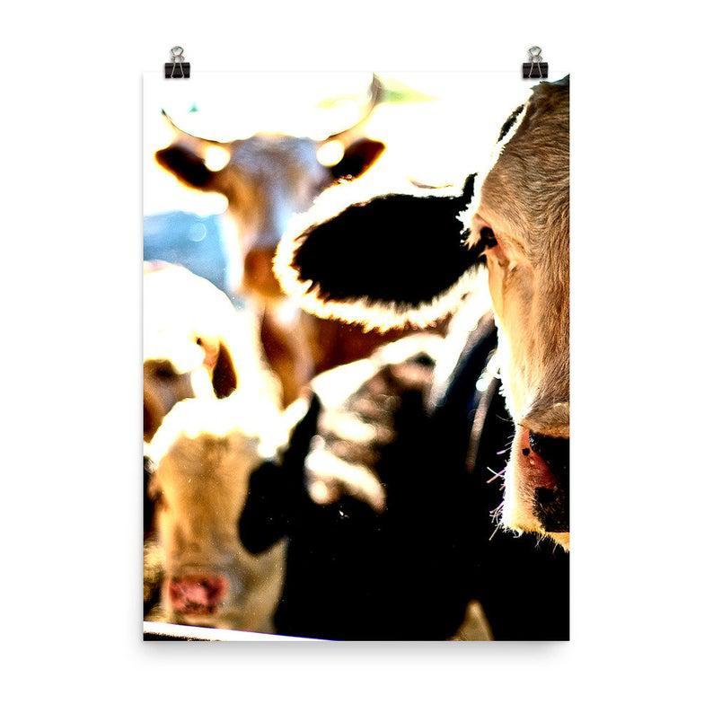 Cow Poster Photo Unframed Wall Print Decor Farm Ranch Country Art Photography