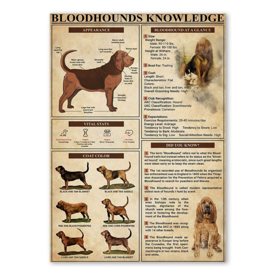 Bloodhounds Knowledge Trending Gift For Bloodhounds  Lovers Poster