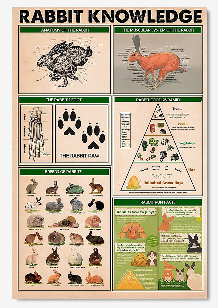 Rabbit Basic Information Animal Knowledge Wall Art For Homeschool Nusery Kids Bedroom Decor Poster