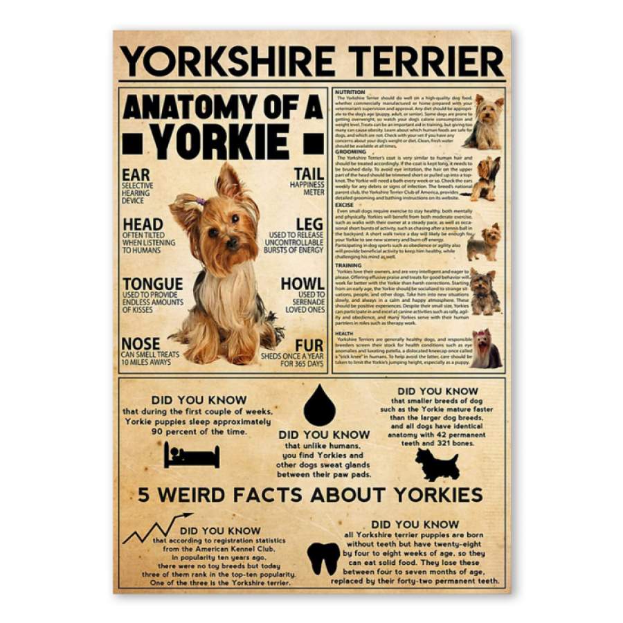 Yorkshire Terrier Knowledge Custom Design Giving Yorkshire Terrier Lovers Poster