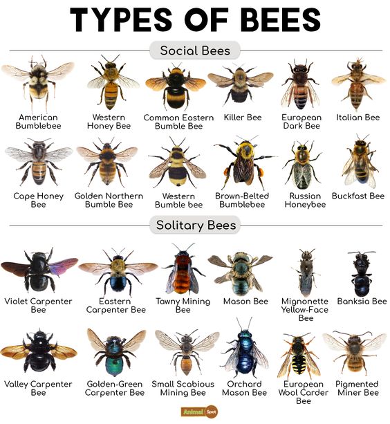 Bee Facts, Types, Diet, Reproduction, Classification, Pictures Poster ...