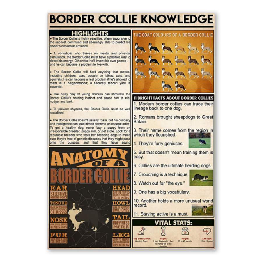 Border Collie Knowledge Giving Border Collie Lovers Poster