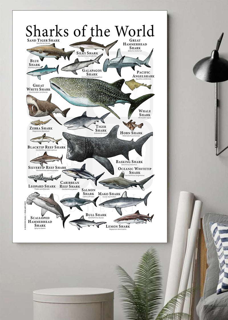 Sharks Of The World Poster