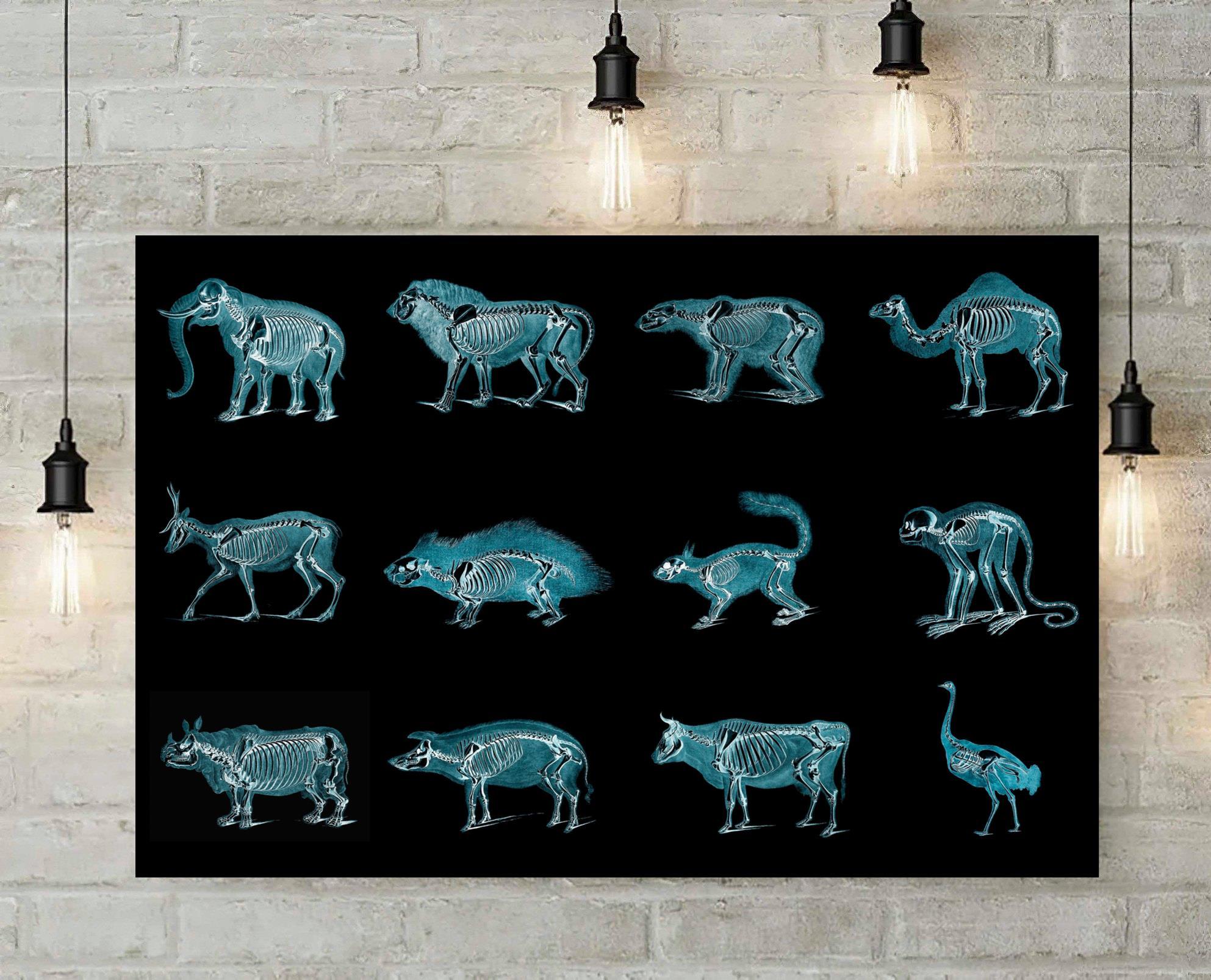 Veterinarians Animals X-Ray Canvas And Poster, Canvas Prints, My Poster Wall, Canvas Wall Art, Wall Decor Visual Art