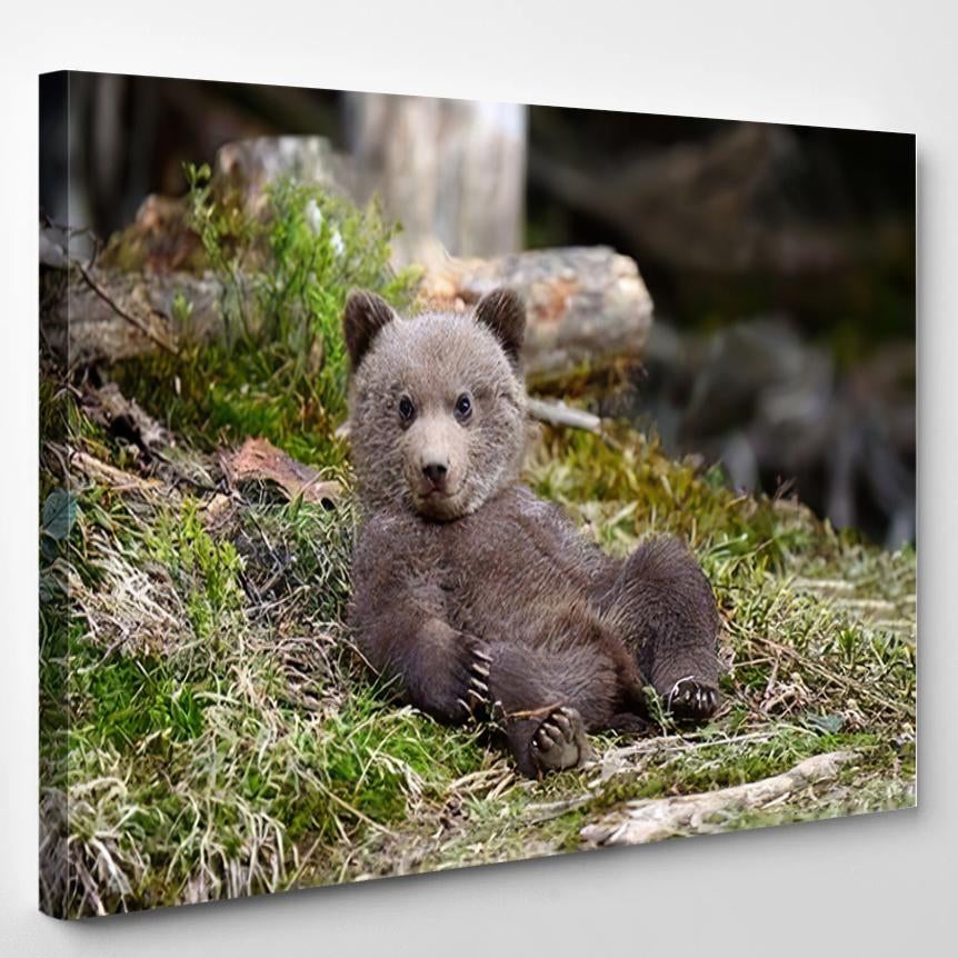 Young Brown Bear Forest Portrait Animal 4 – Bear Animals Canvas Print