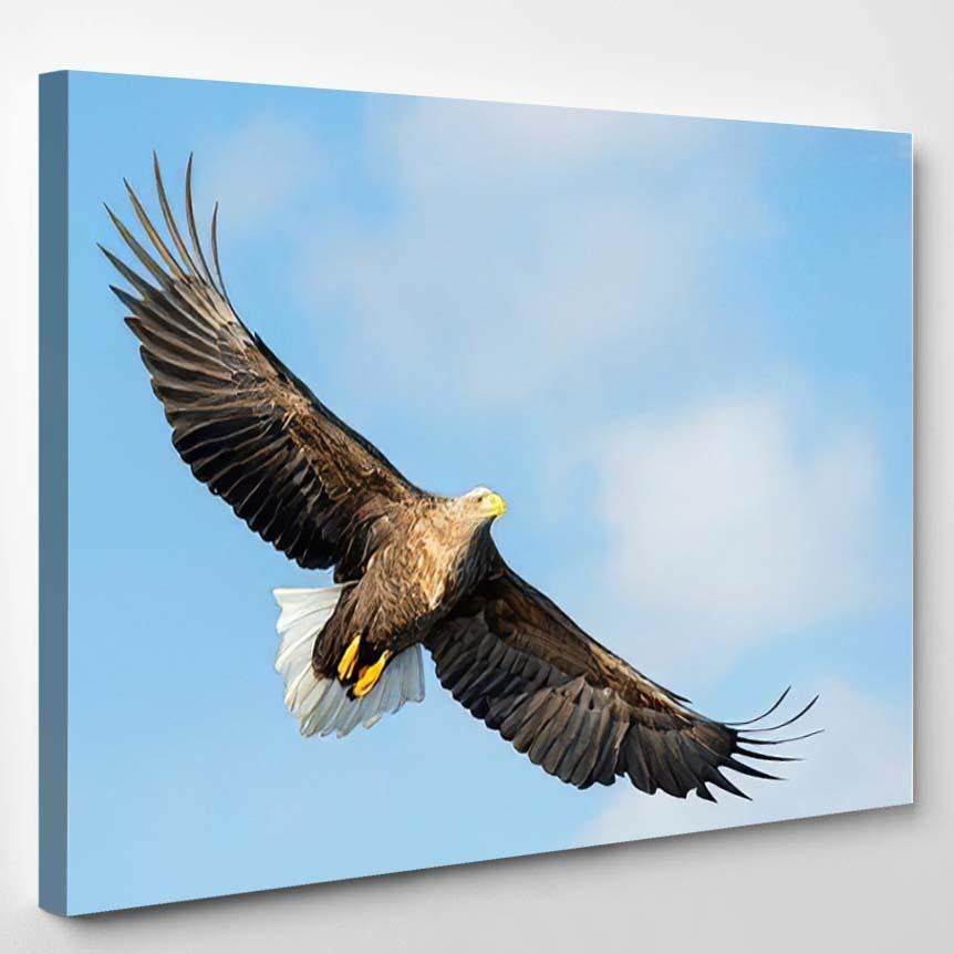 Adult Whitetailed Eagle Flight Blue Sky 1 – Eagle Animals Canvas Print