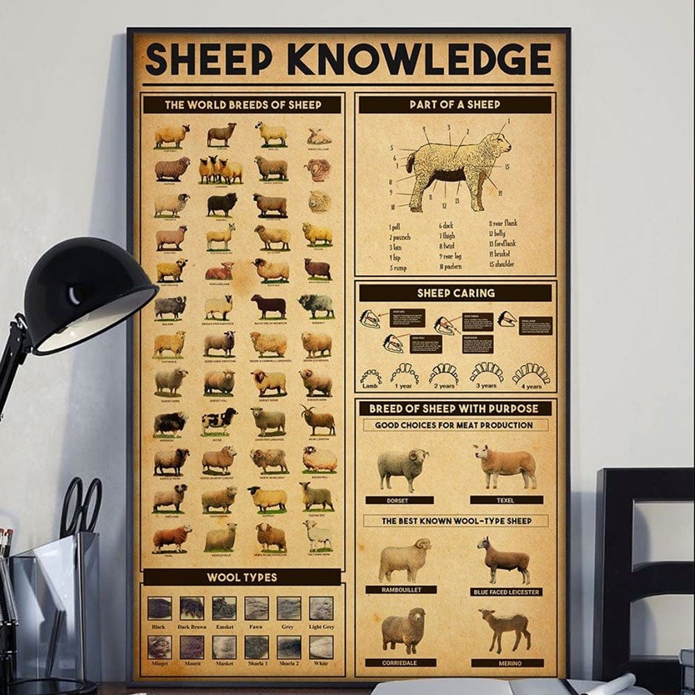 Sheep Knowledge Poster  Canvas