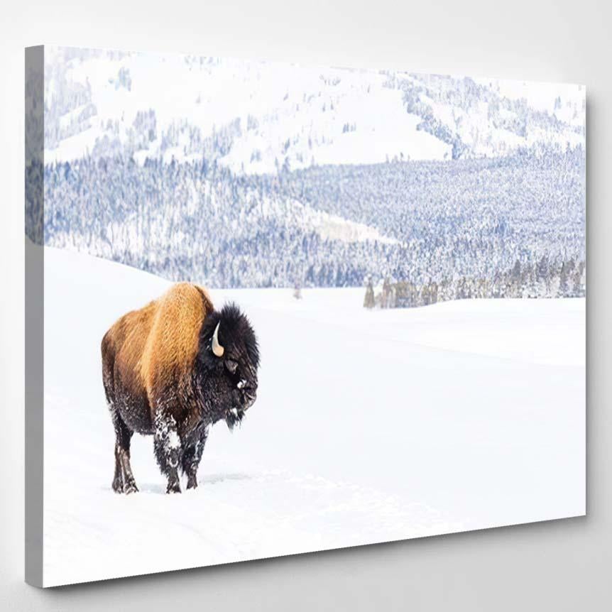 Snowy Bison Covered Snow Yellowstone National – Bison Animals Canvas Print