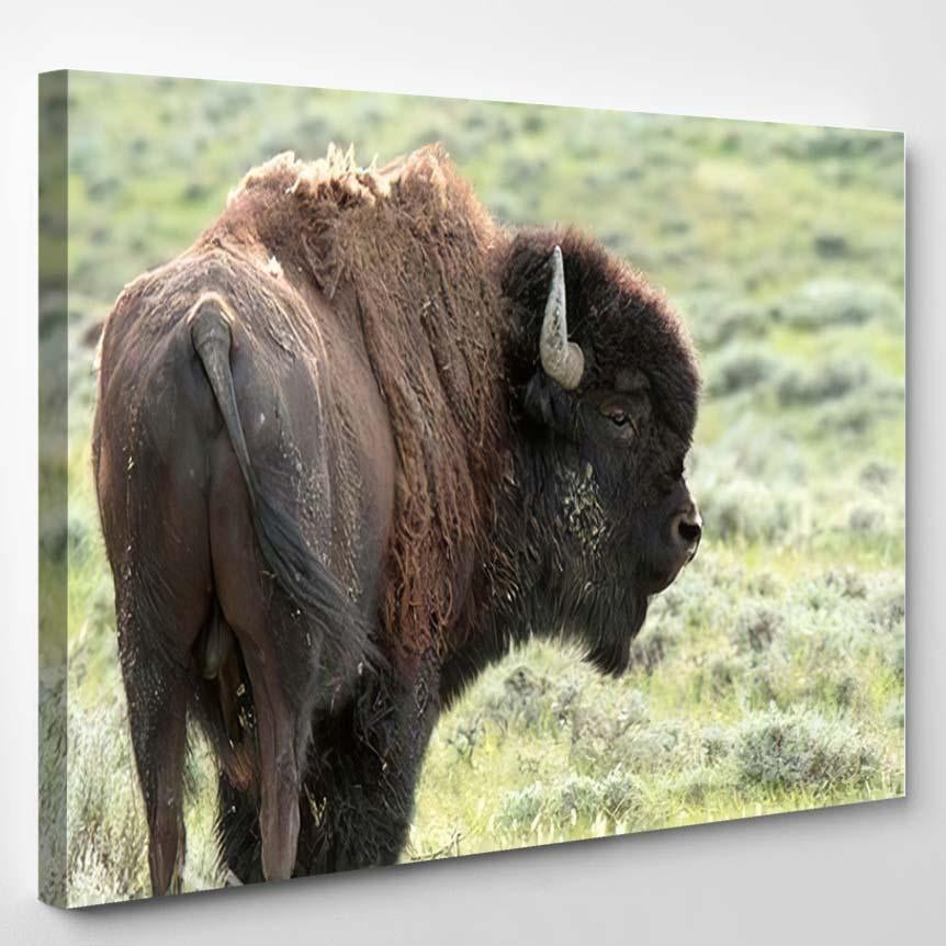 American Bison Bull Prairie Reserve Eastern – Bison Animals Canvas Print