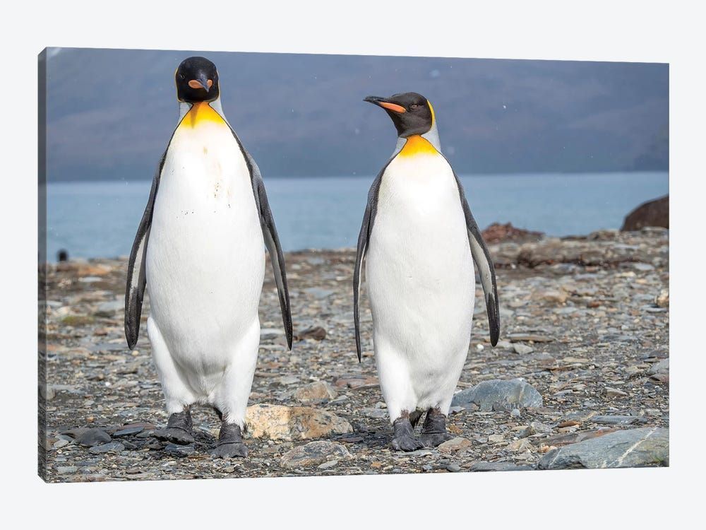 King Penguin rookery in St. Andrews Bay. South Georgia Island Canvas Poster 8″x12″ 12×18″ 18″x26″ 24″x36″ 30″x45″