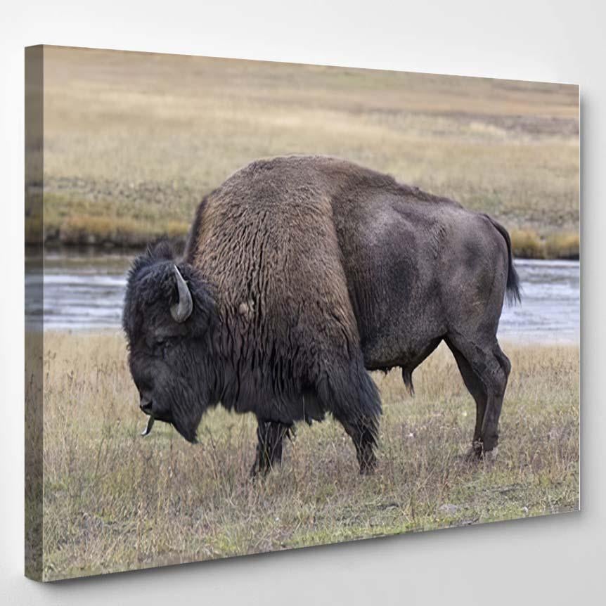 American Bison Scent Tasting – Bison Animals Canvas Print