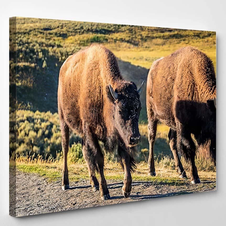 Wild Bison Yellowstone National Park 3 – Bison Animals Canvas Print