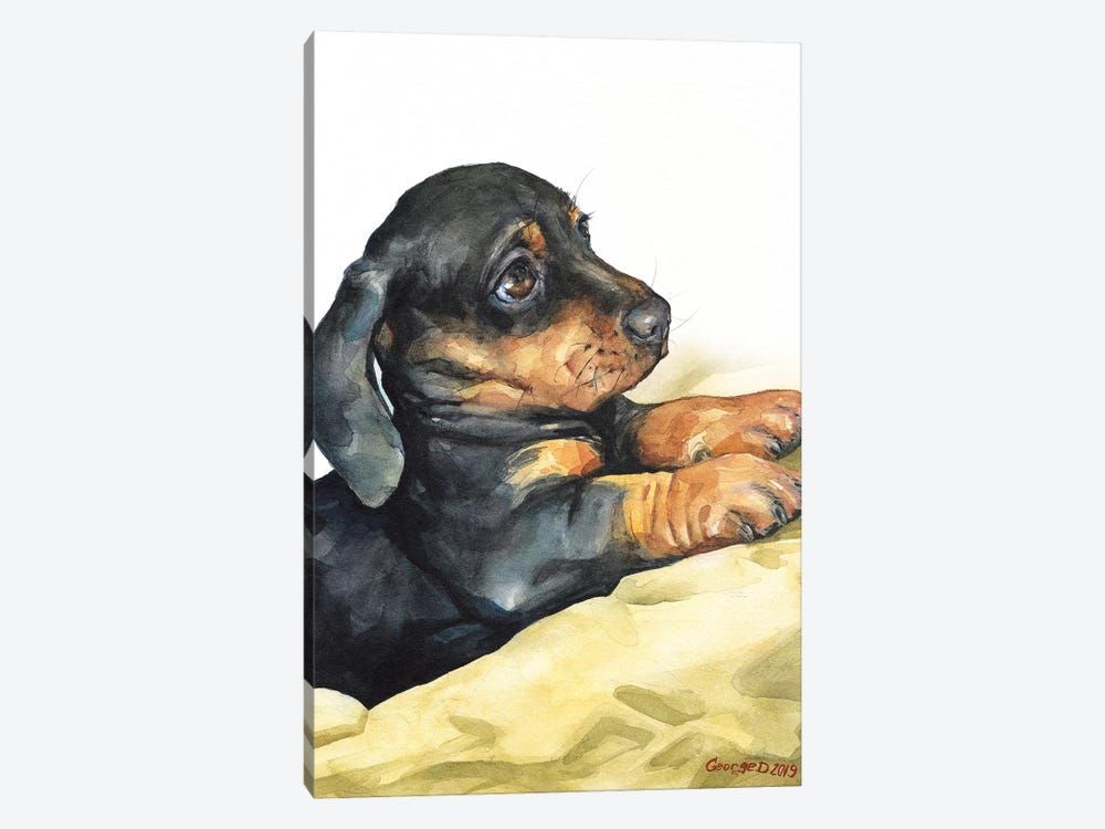 Dachshund Puppy Canvas Poster 8″x12″ 12×18″ 18″x26″ 24″x36″ 30″x45″