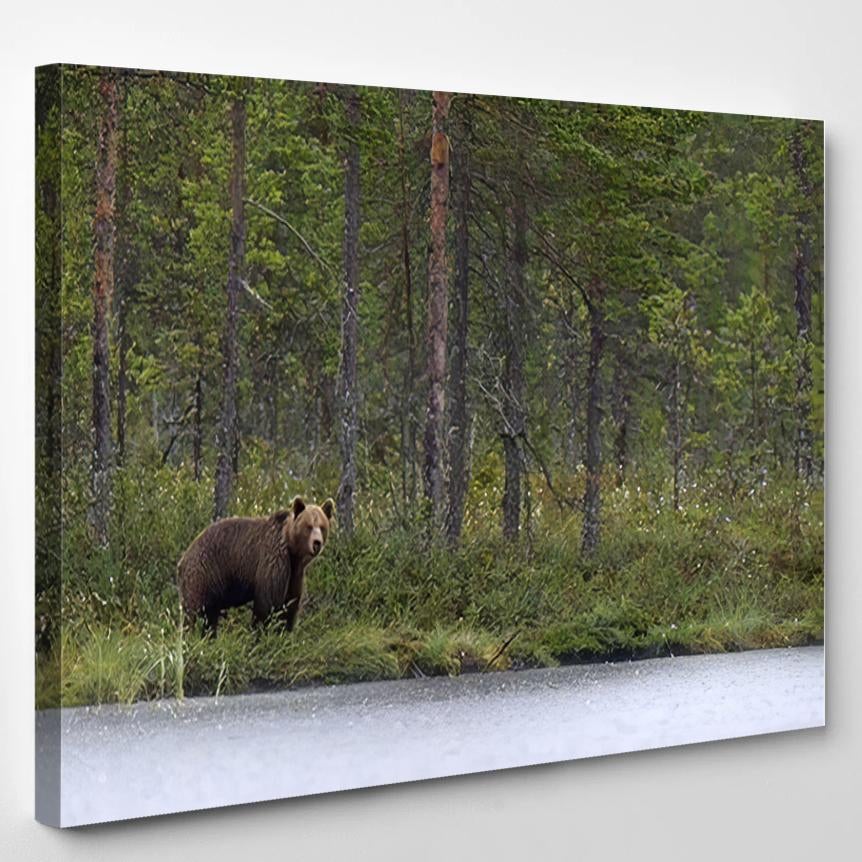 Wild Brown Bear Ursus Arctos Twilight – Bear Animals Canvas Print