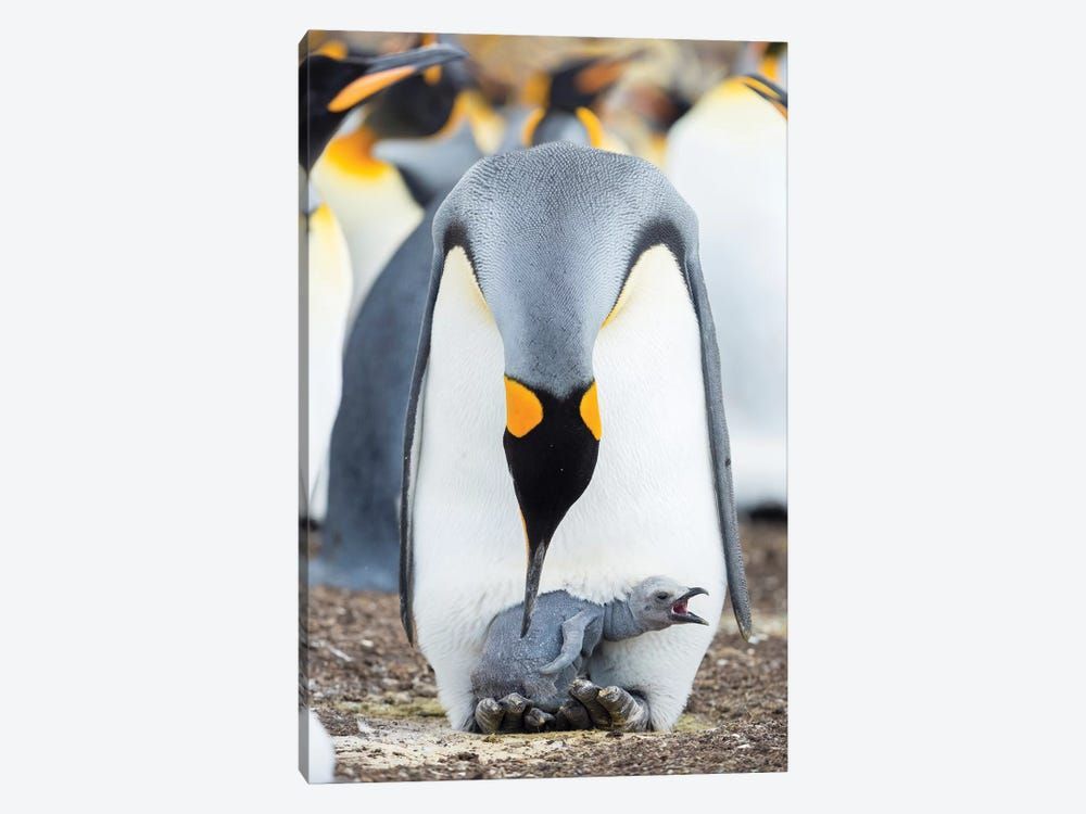 King Penguin Chick Begging For Food While Resting On The Feet Of A Parent, Falkland Islands. Canvas Poster 8″x12″ 12×18″ 18″x26″ 24″x36″ 30″x45″