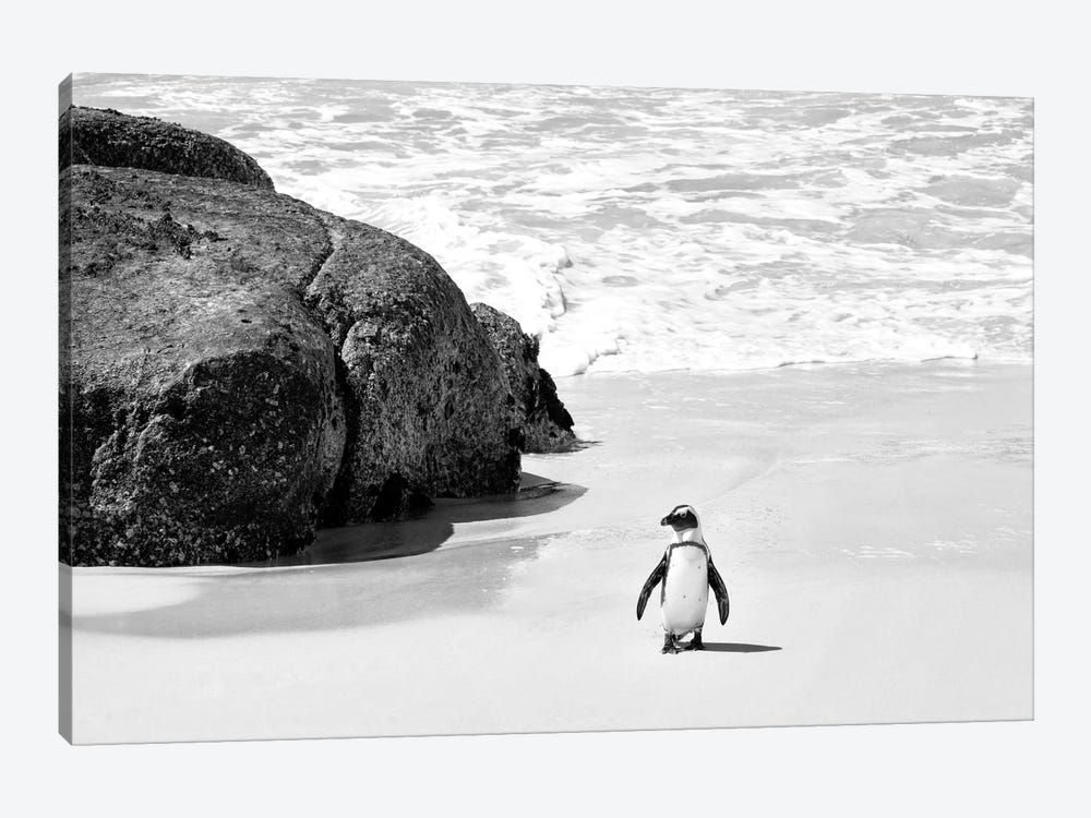 Penguin at Boulders Beach Canvas Poster 8″x12″ 12×18″ 18″x26″ 24″x36″ 30″x45″