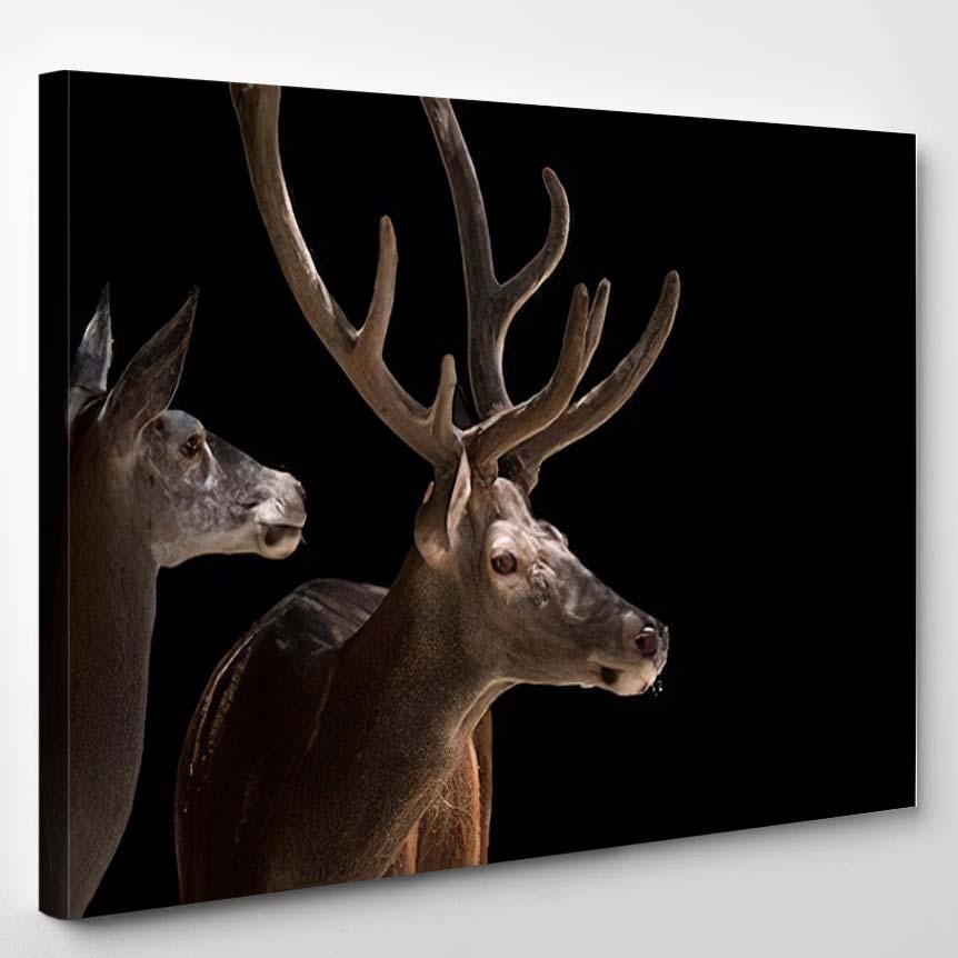 Two Deer Black Background – Deer Animals Canvas Print