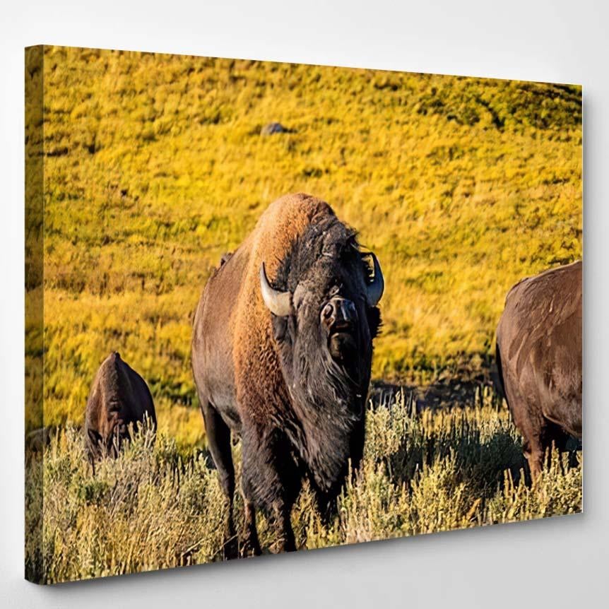 Wild Bison Yellowstone National Park 2  1 – Bison Animals Canvas Print