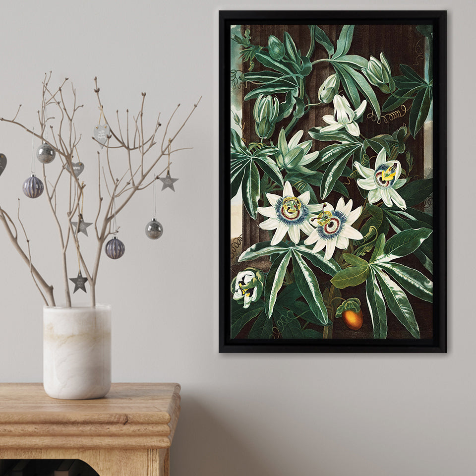The Passiflora Cerulea Framed Canvas Print – Canvas Painting, Canvas Art, Wall Art, Wall Decor