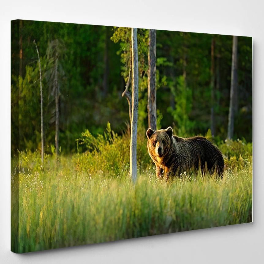 Sunset Morning Light Big Brown Bear 1 – Bear Animals Canvas Print