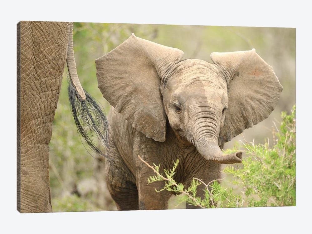 Baby Elephant. Canvas Poster 8″x12″ 12×18″ 18″x26″ 24″x36″ 30″x45″