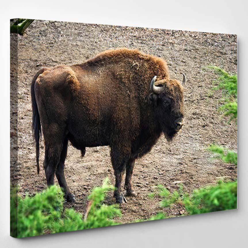 Amazing Photo Huge Powerful Bison Forest – Bison Animals Canvas Print