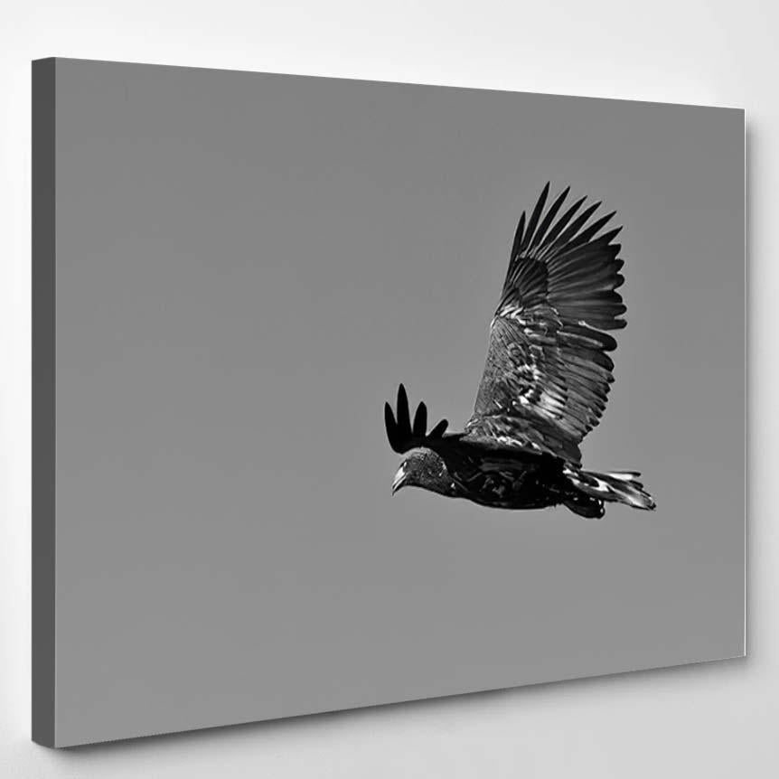 Whitetailed Eagle Against Blue Sky Wild – Eagle Animals Canvas Print