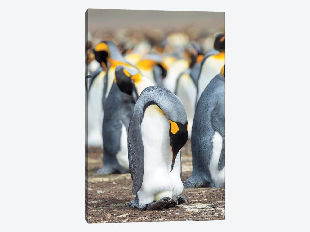 Egg Being Incubated By Adult While Balancing On Feet. King Penguin On Falkland Islands. Canvas Poster 8″x12″ 12×18″ 18″x26″ 24″x36″ 30″x45″