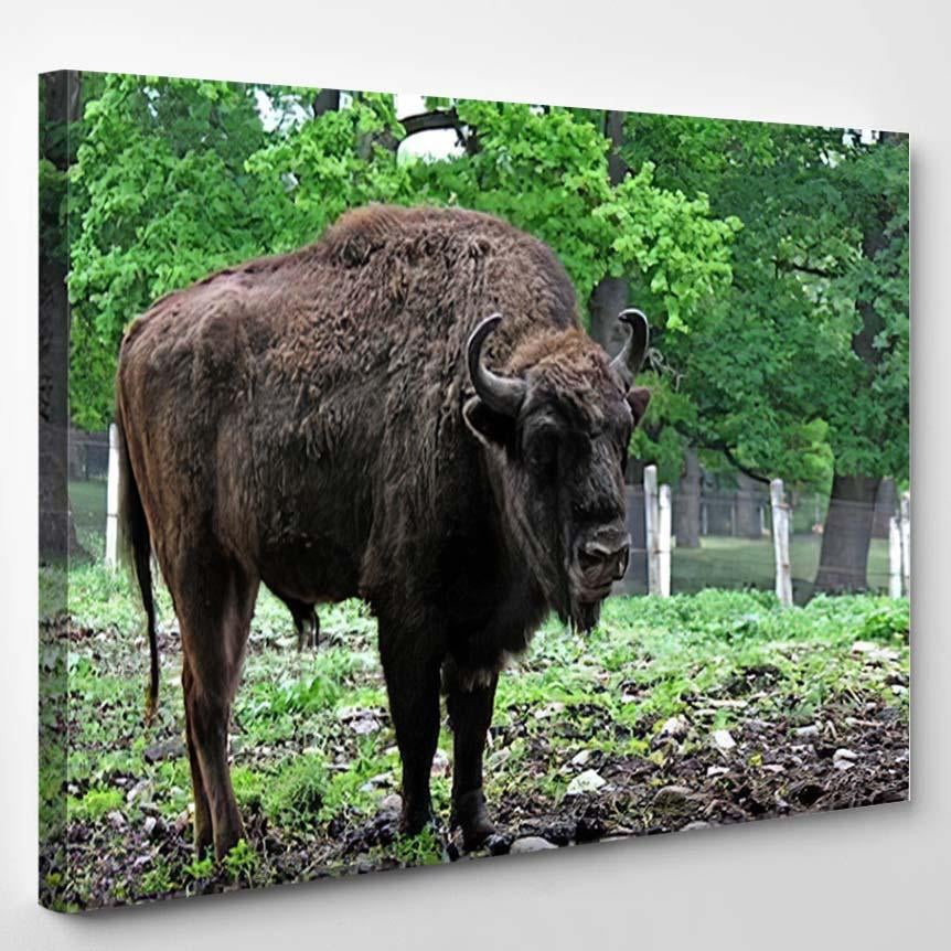 Specimen European Bison – Bison Animals Canvas Print