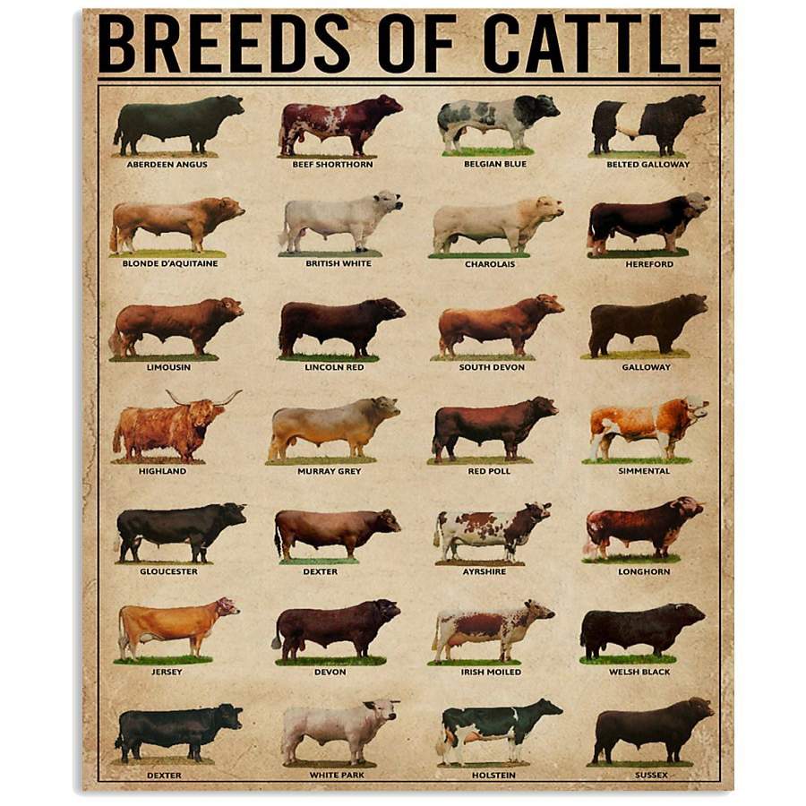 Breeds Of Cattle Knowledge Vertical Poster