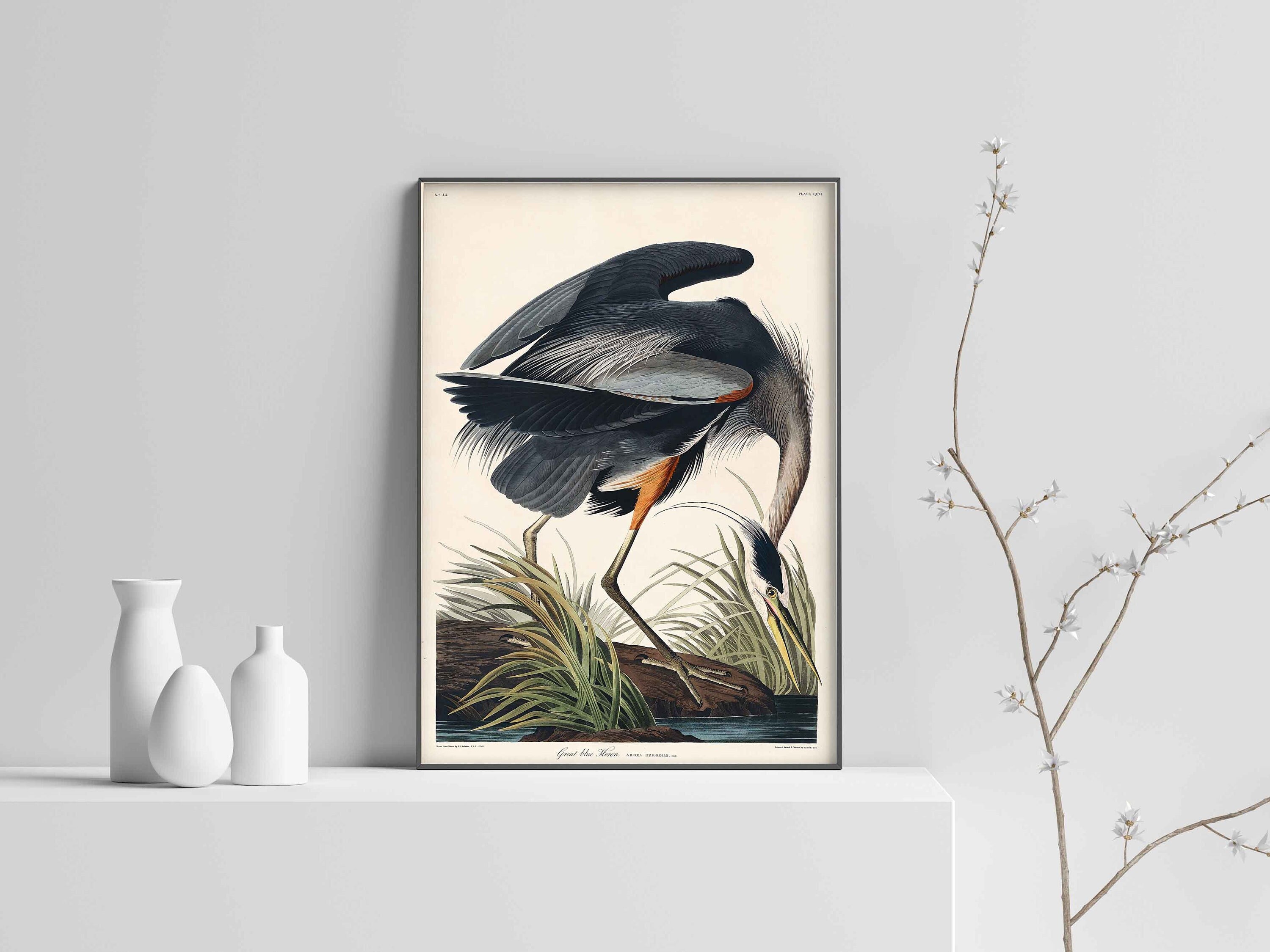 Great Blue Heron from Birds of America by John James Audubon Print Bird Print Heron Poster Gift Idea – Wall art poster print Sizes A2/A3/A4