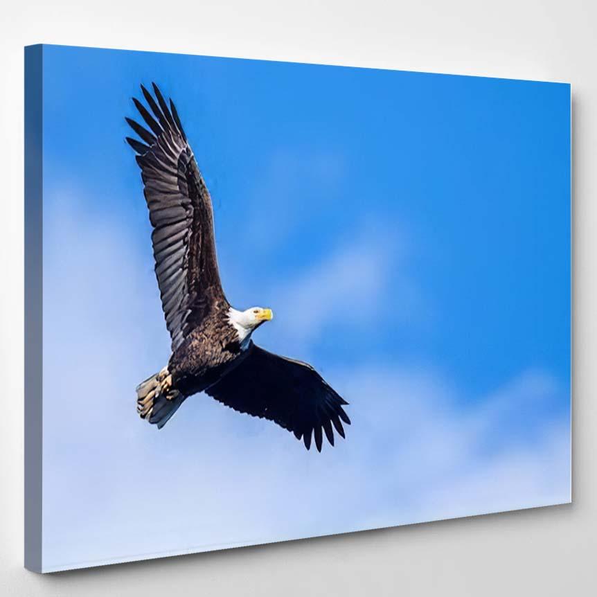 American Bald Eagle Flight 10 – Eagle Animals Canvas Print