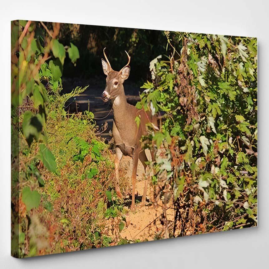 White Tailed Deer Buck Poses Autumn 2 – Deer Animals Canvas Print