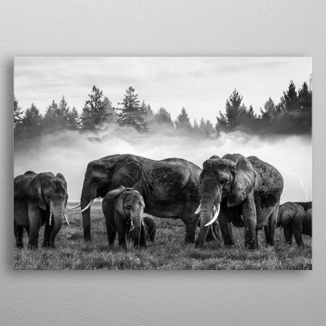 Elephants BW Canvas Poster 8″x12″ 12×18″ 18″x26″ 24″x36″ 30″x45″