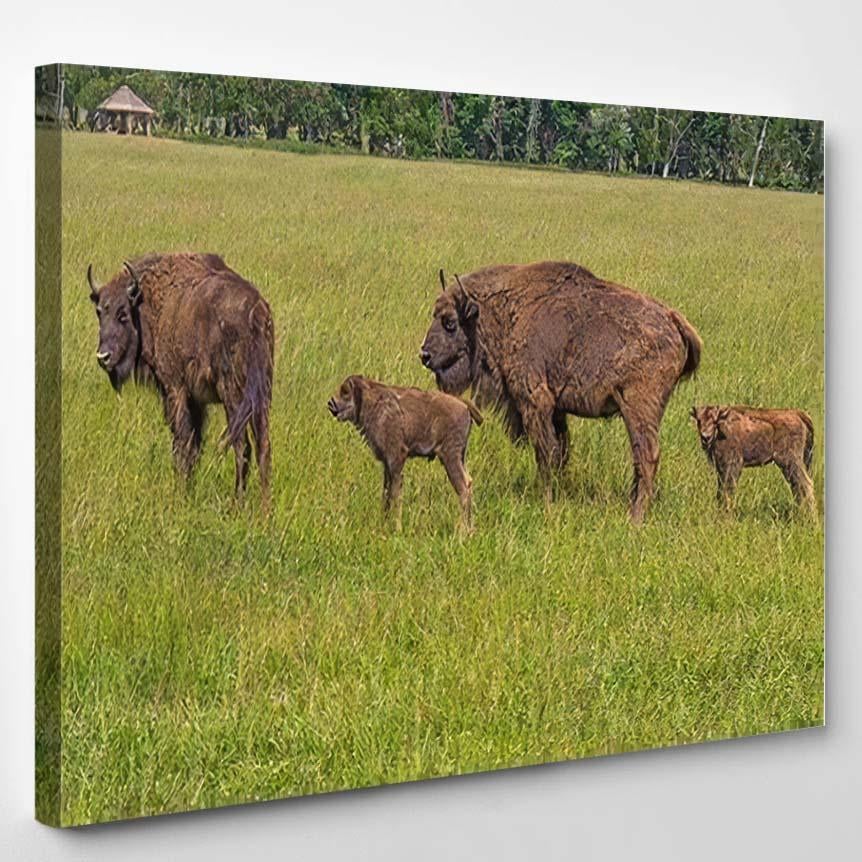 Two Bison Mother Calf Walk Meadow – Bison Animals Canvas Print