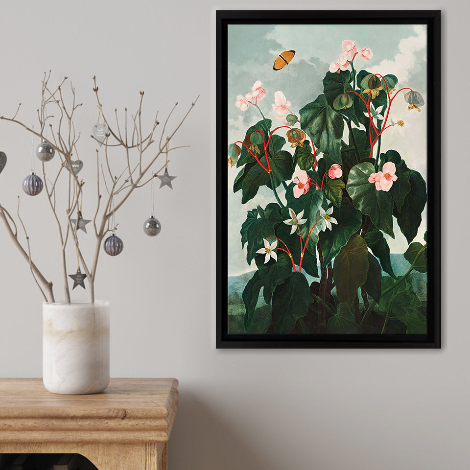 The Oblique Leaved Begonia Framed Canvas Print – Canvas Painting, Canvas Art, Wall Art, Wall Decor