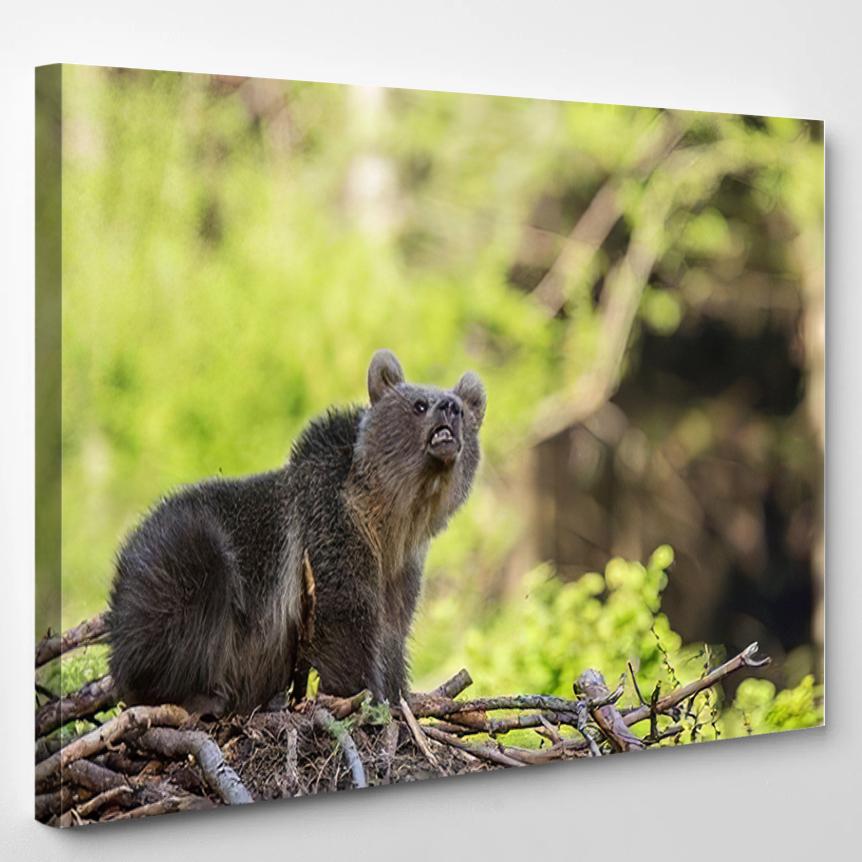 Young Broown Bear Ursus Arctos – Bear Animals Canvas Print