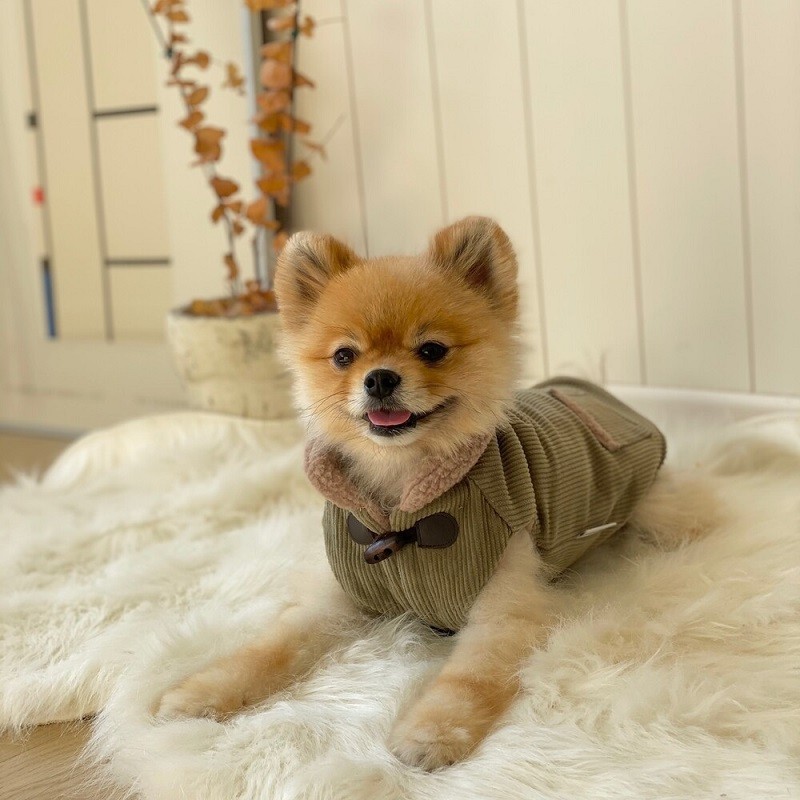 Coat Cotton Dog Clothes Thicken Jackets for Dogs Clothing Pet Outfits Velvet Cute Autumn Winter Warm Yorkies Beige Boy Mascotas alx