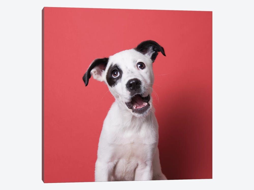 Basher Jr. The Rescue Puppy Canvas Poster 8″x12″ 12×18″ 18″x26″ 24″x36″ 30″x45″